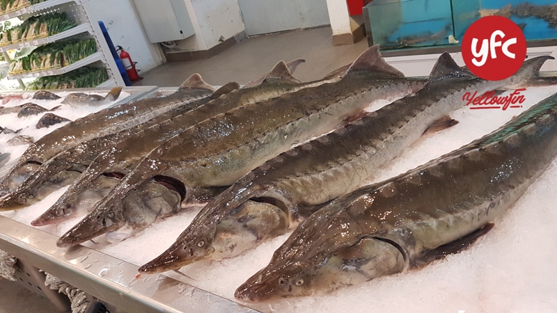Cá tầm Khủng YFC tại Vinmart